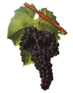 Grenache Grapes