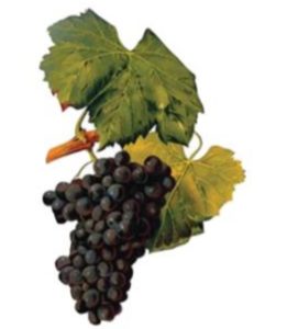 Mourvèdre Grapes