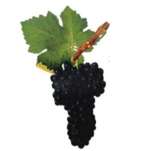 Syrah Grapes