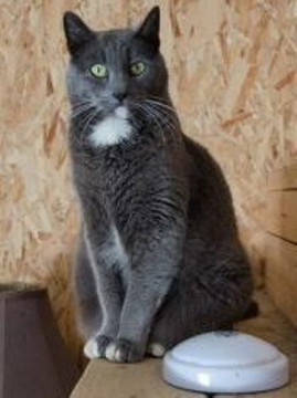 Our Amador County Winery Cat Geovanni