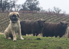 Epi and her sheep