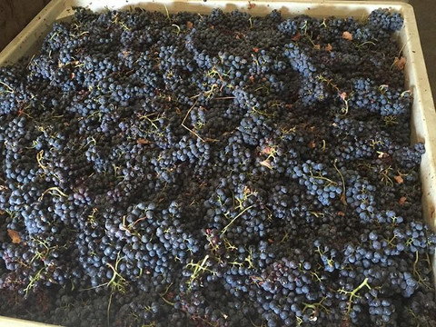 grapes wanting to be wine