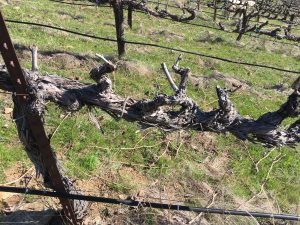 Pruning - A pruned Vine