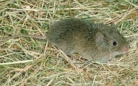 Vole