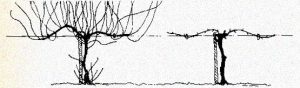 Pruning Grape Vines Sketch