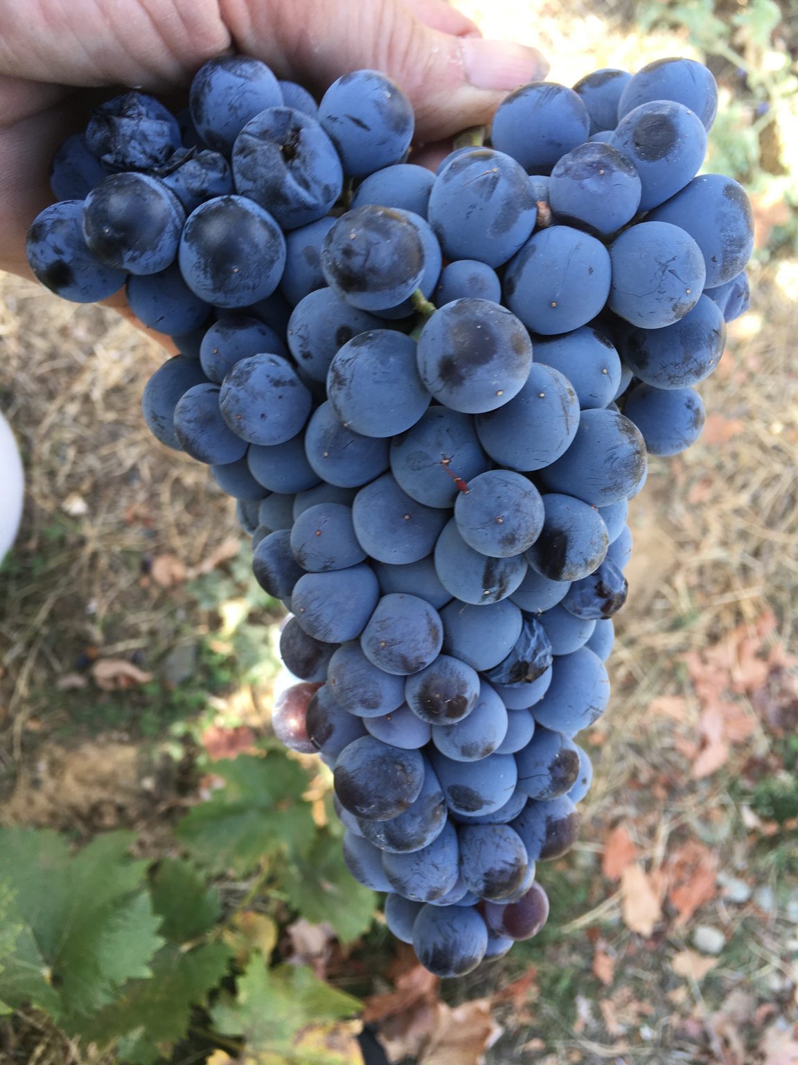 Mourvèdre Grapes Wine Tree Farm