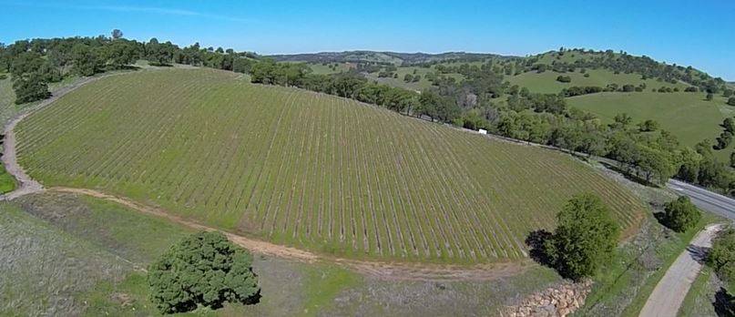 Wine Tree Farm Vineyard Aerial View