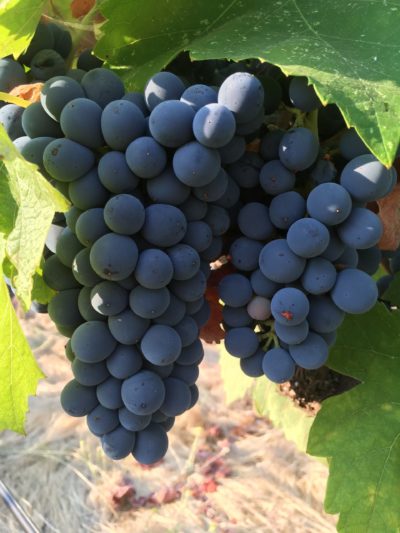 Syrah Grapes