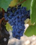 Grenache Grapes