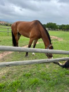 Horses at Sabrina's stable