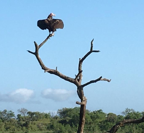 South African eagle