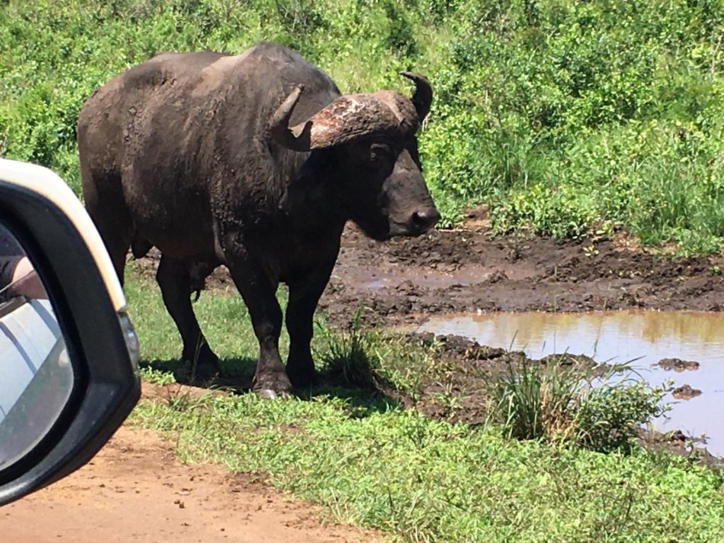 Ohh she's a water buffalo