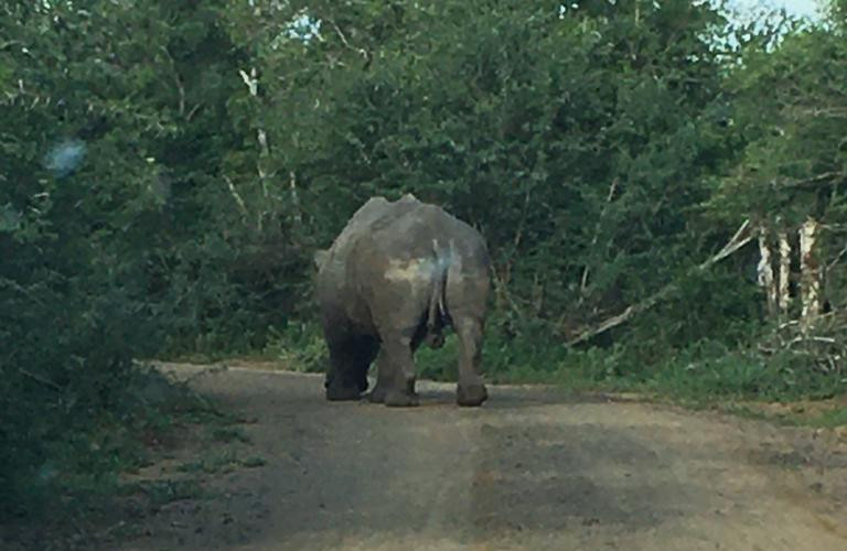 tail-gating an elephant