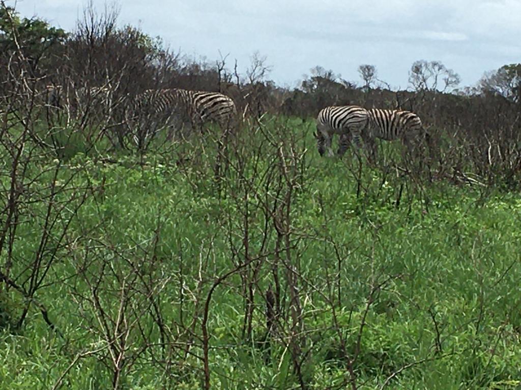 zebras