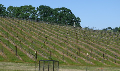 Pruned Vineyard